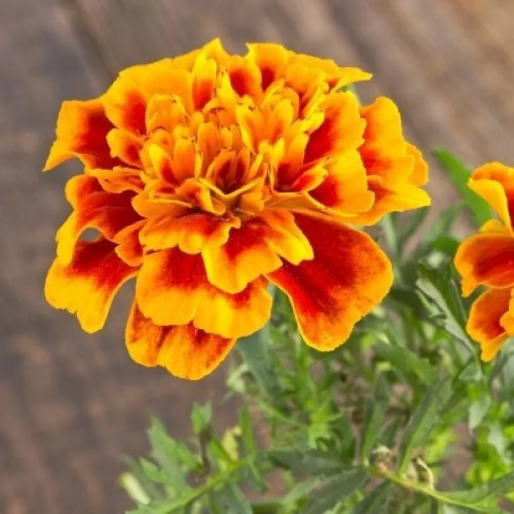 Fransk tagetes 'Yellow Brocade'