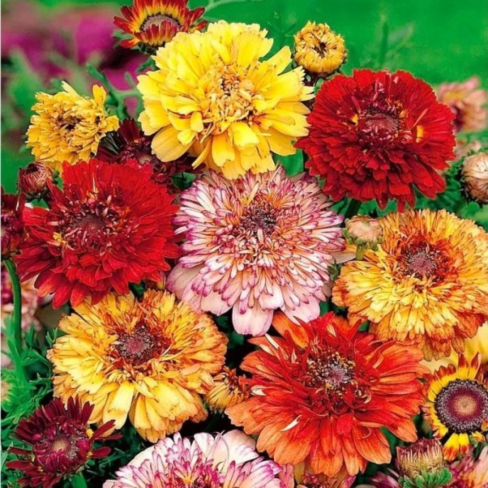 Krysantemum 'Dunnetti' mix