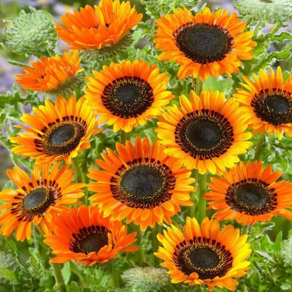 Venidium, orange