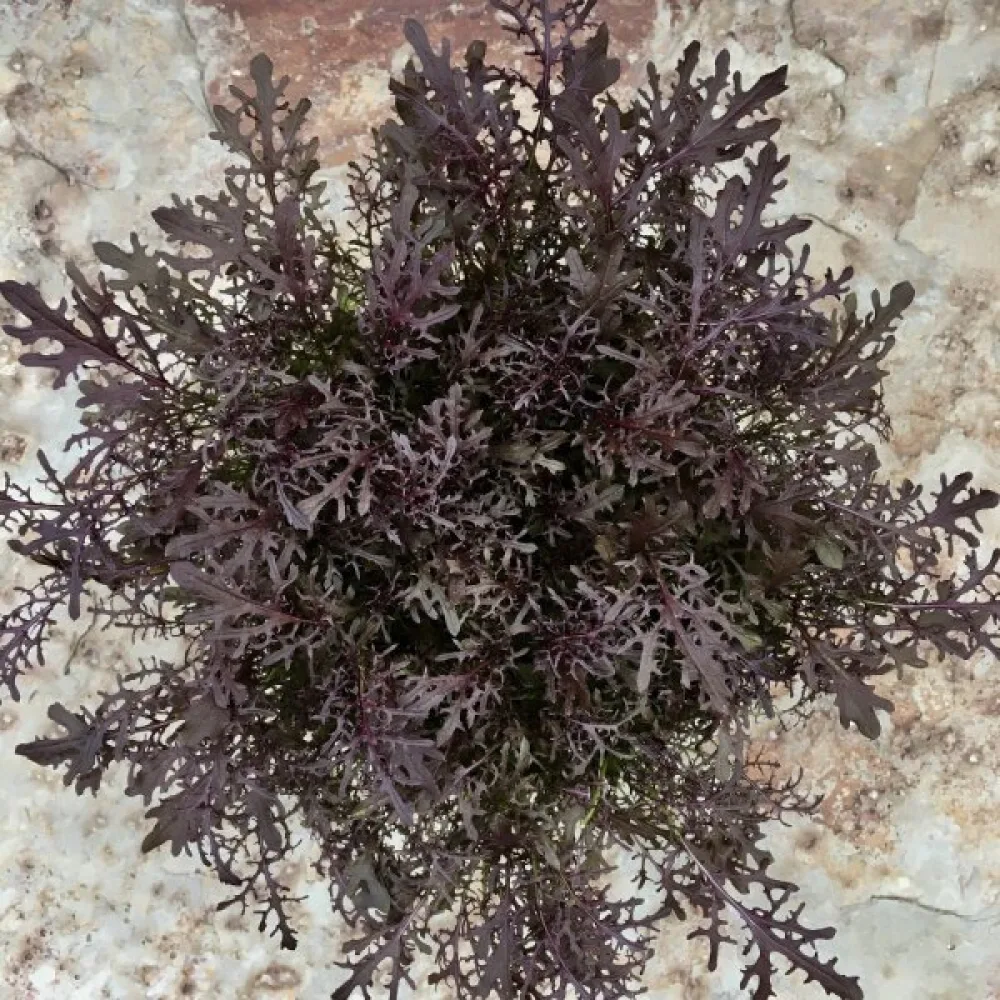 Sareptasenap 'Frilly Red' för mikrogrönt