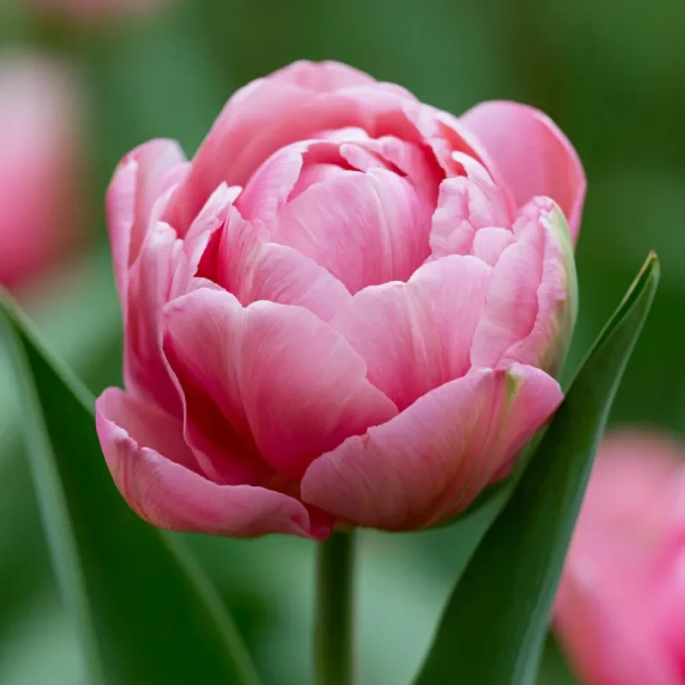 Tulpan 'Amazing Grace'