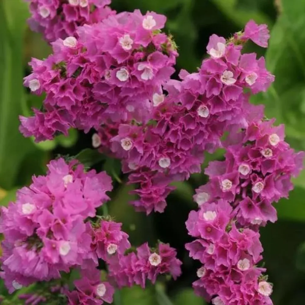 Praktrisp Limonium sinuatum – ljusrosa