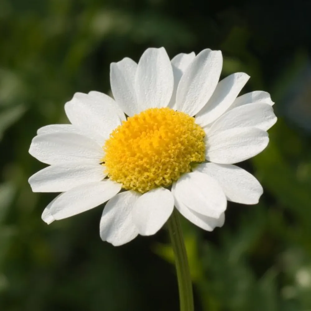 Krysantemum, rent vit