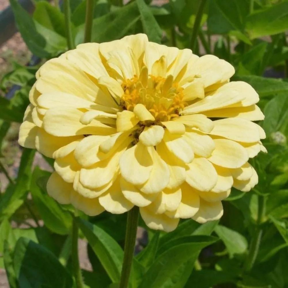 Zinnia 'Isabellina'