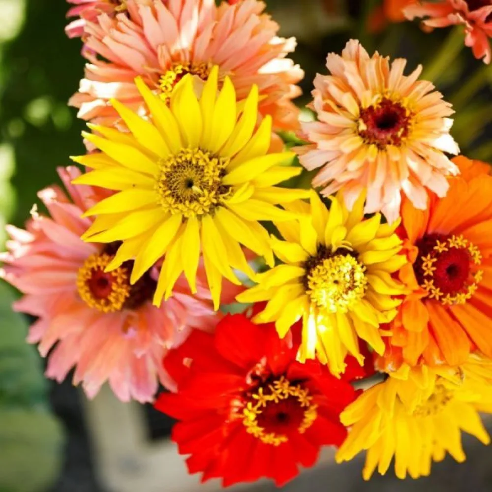 Zinnia 'Burpeeana' (blandning)