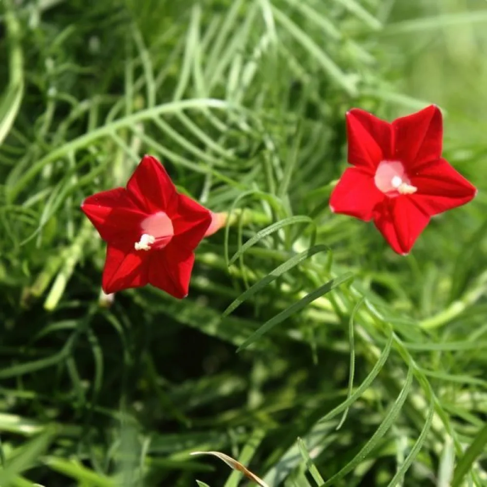 Cypressvinda Ipomoea pennata – röd