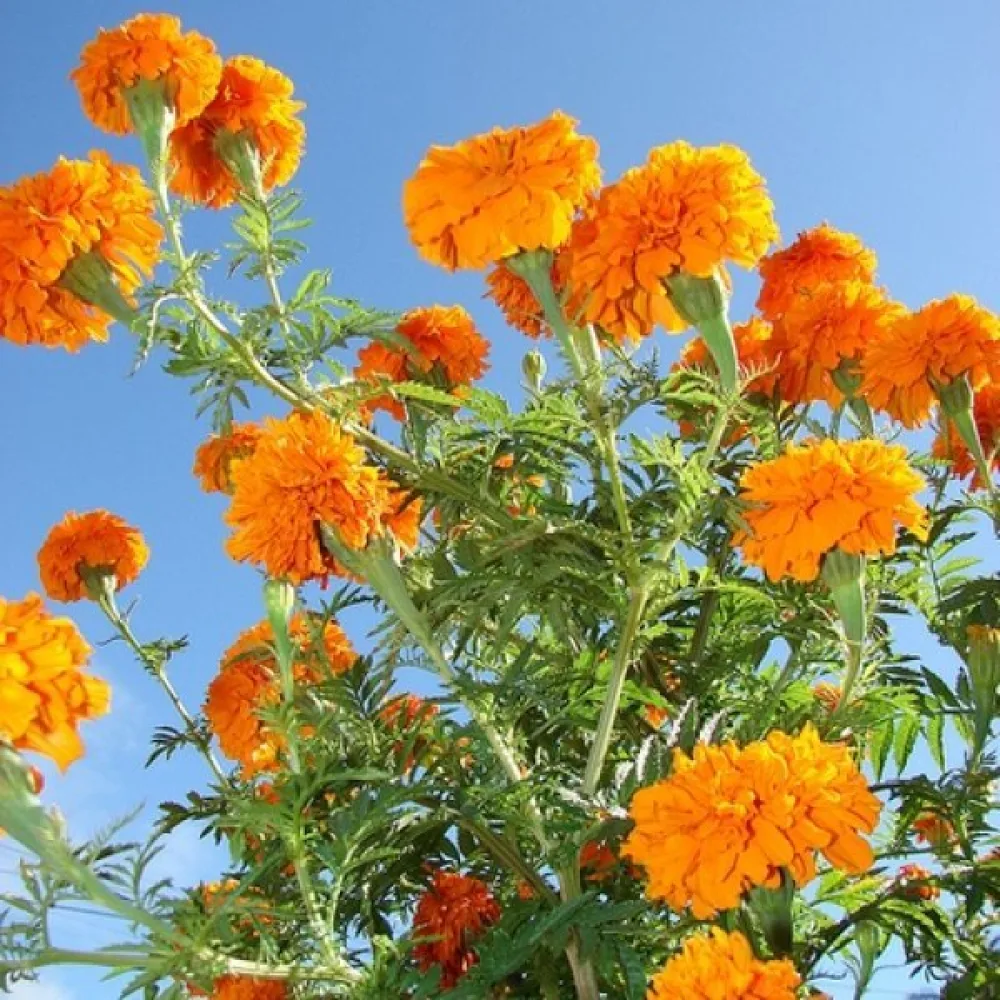 Afrikansk tagetes 'Cupid Orange'