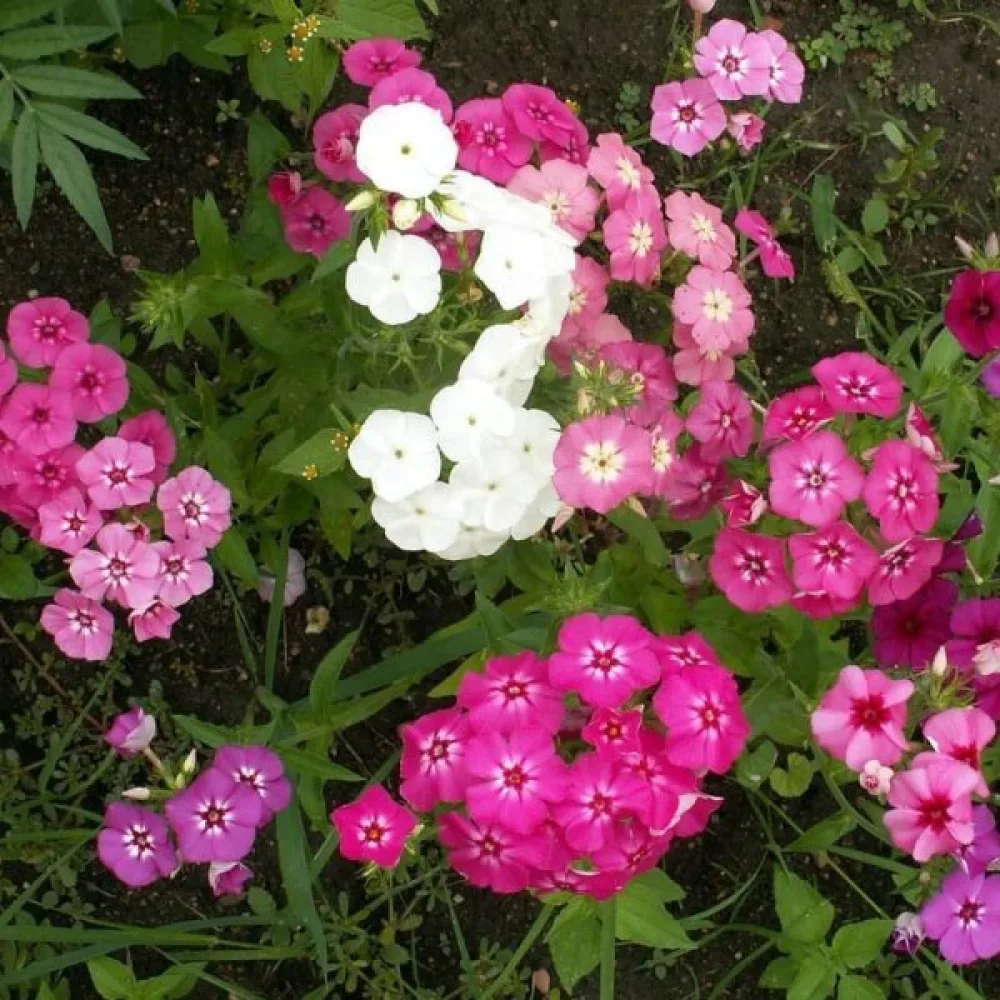 Sommarflox 'Beauty', blandning