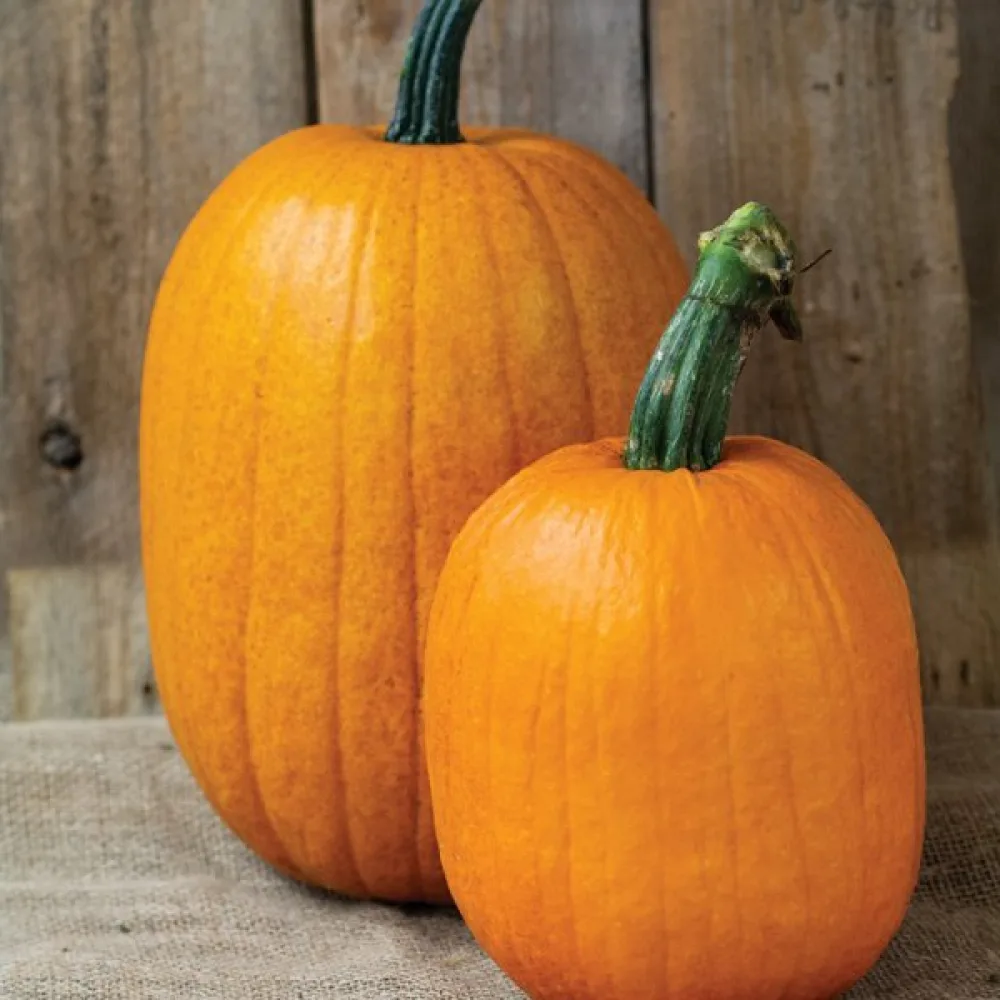 Pumpa 'Jack Lantern'
