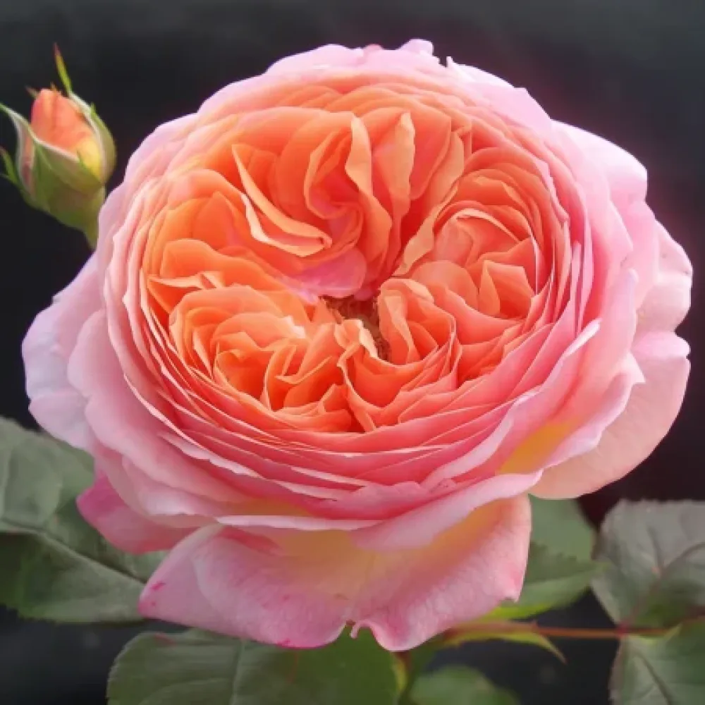 Ros 'Pearl Rose'