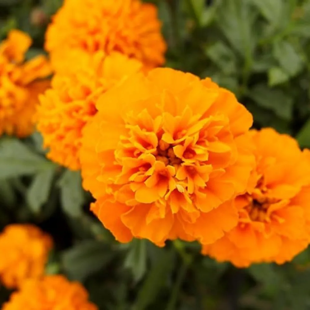 Afrikansk tagetes 'Sunshine'