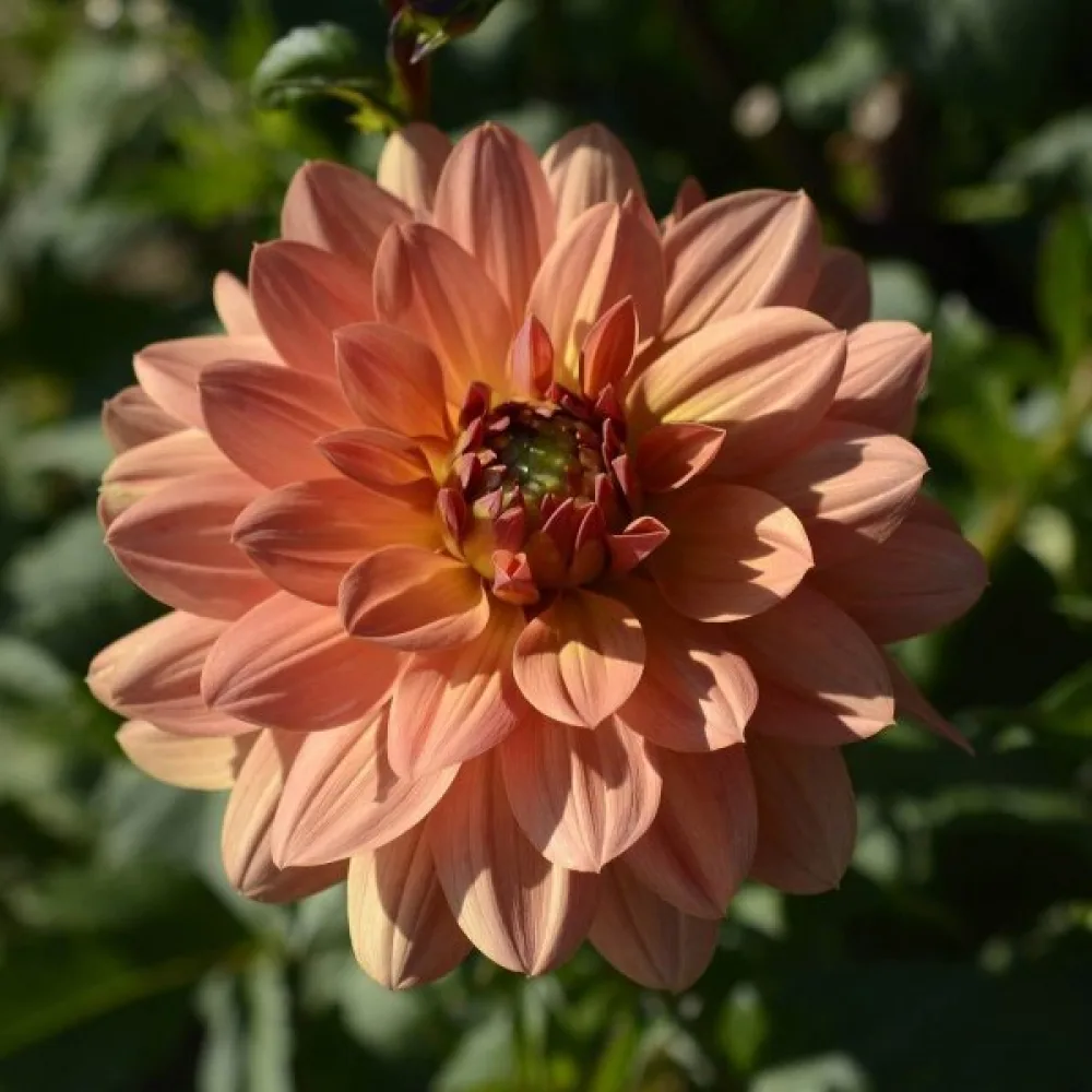 Lågväxande dahlia 'Figaro' – blandning