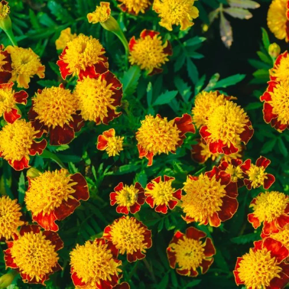 Fransk tagetes 'Goldköpfchen'