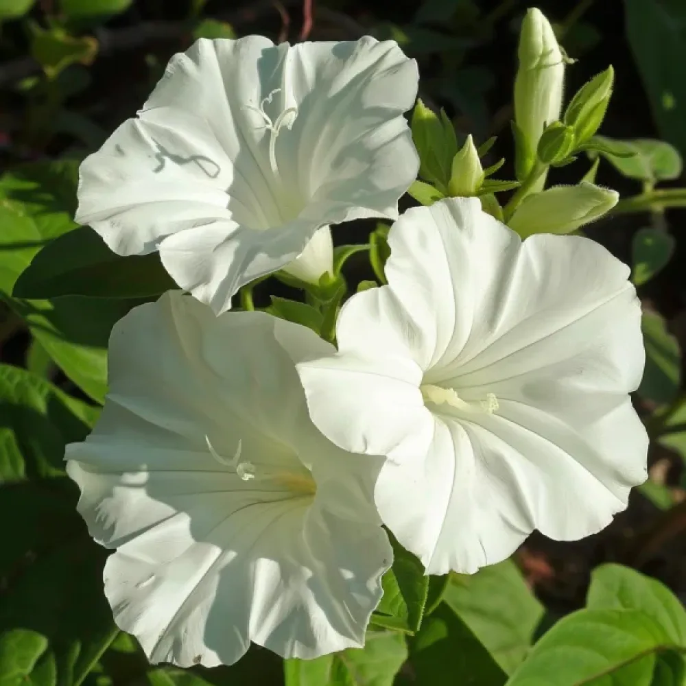 Underblomma – vit