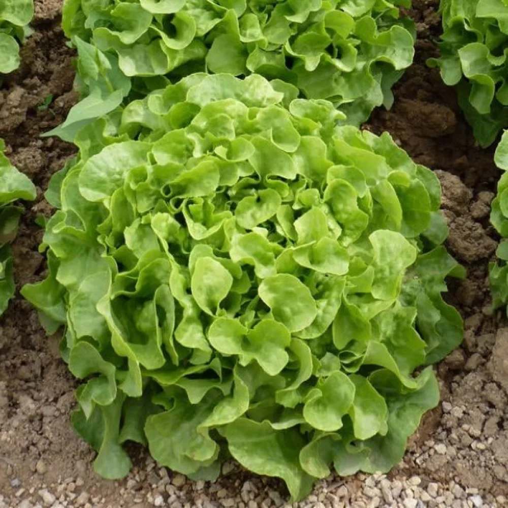Sallad 'Grunetta'