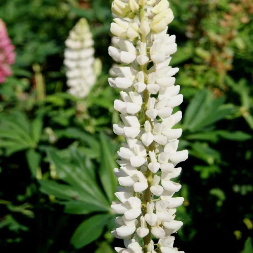 Lupin 'Fraulein' vit