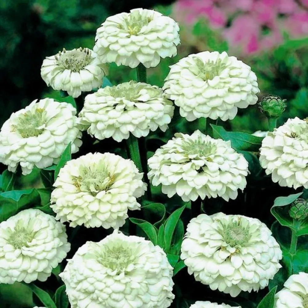 Zinnia 'Lilliput White Gem'