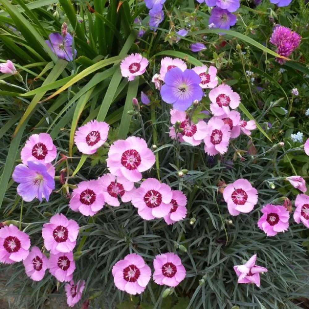 Fjädernejlika – enkelblommig mix