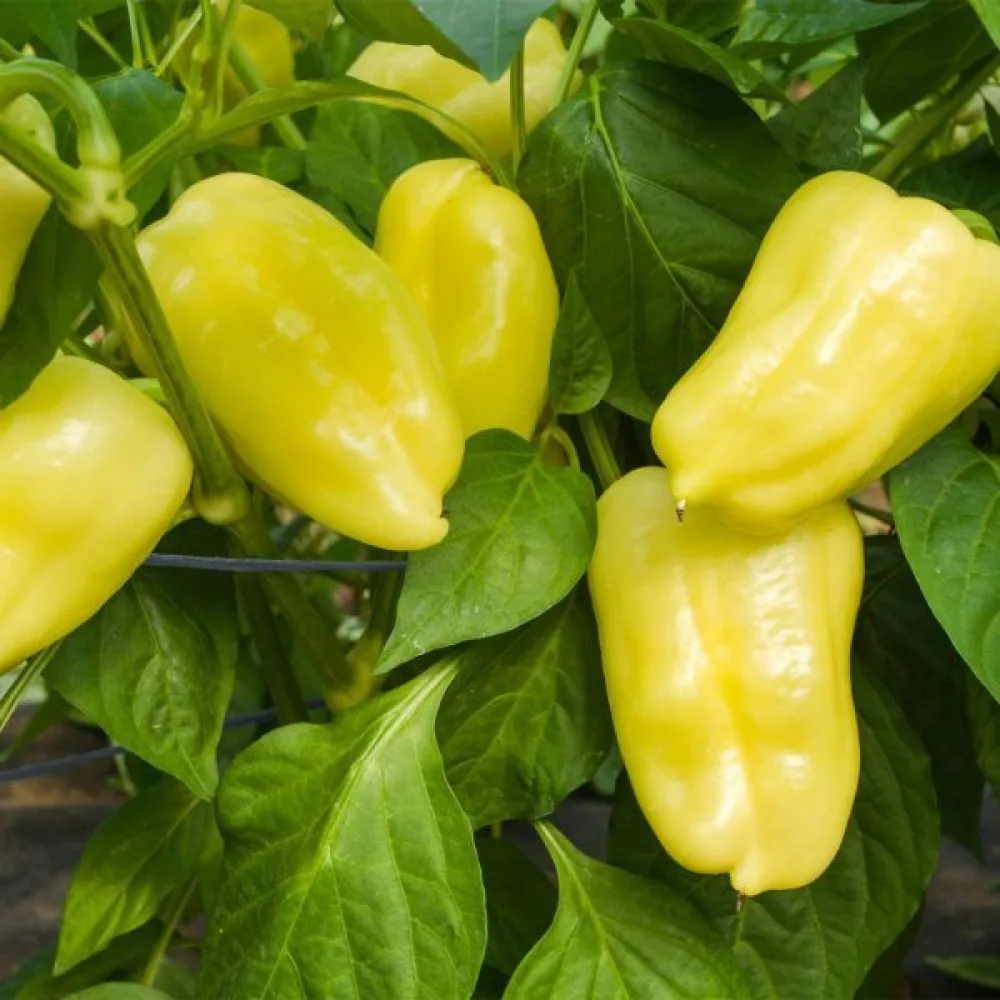 Paprika 'Pusztagold'