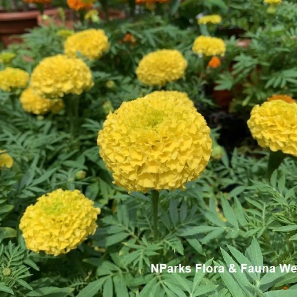 Afrikansk tagetes 'Smiles Golden'