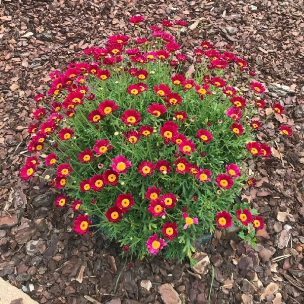Krysantemum 'Robinson's Giants' mix