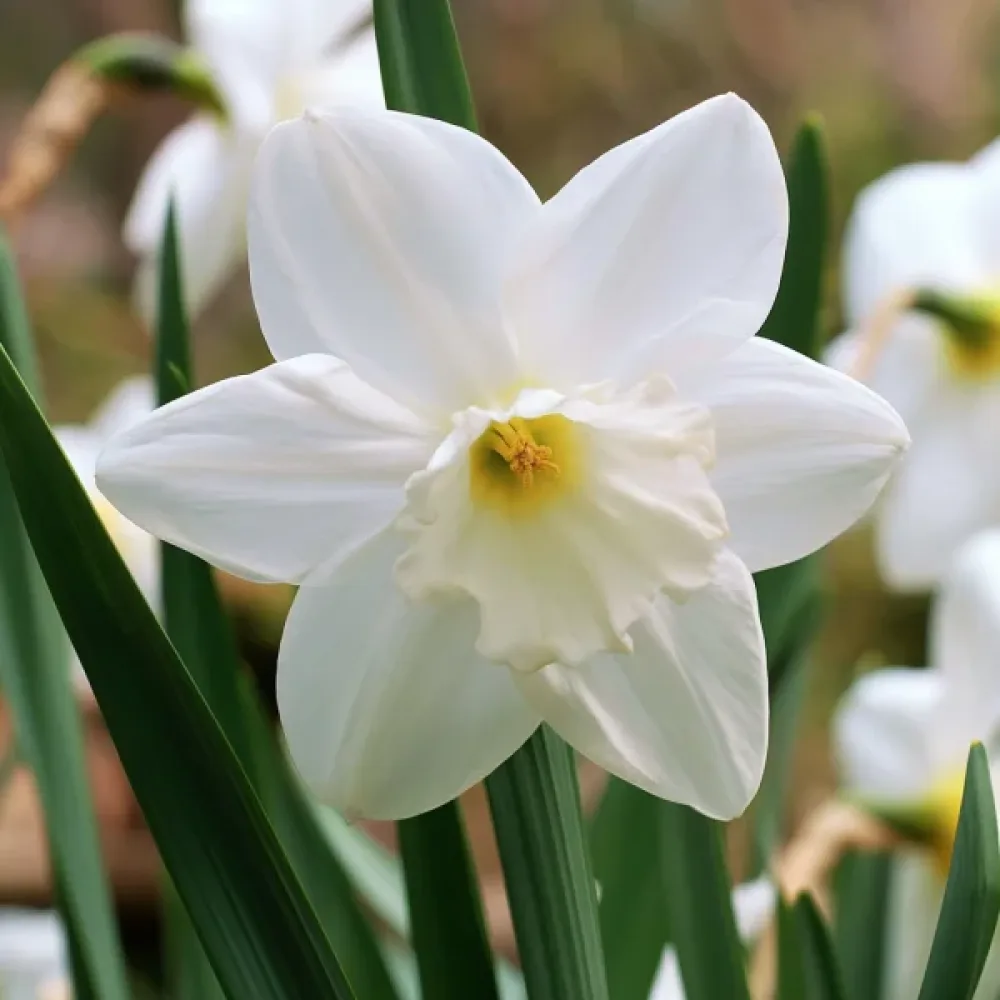 Narciss 'Lady Madonna'