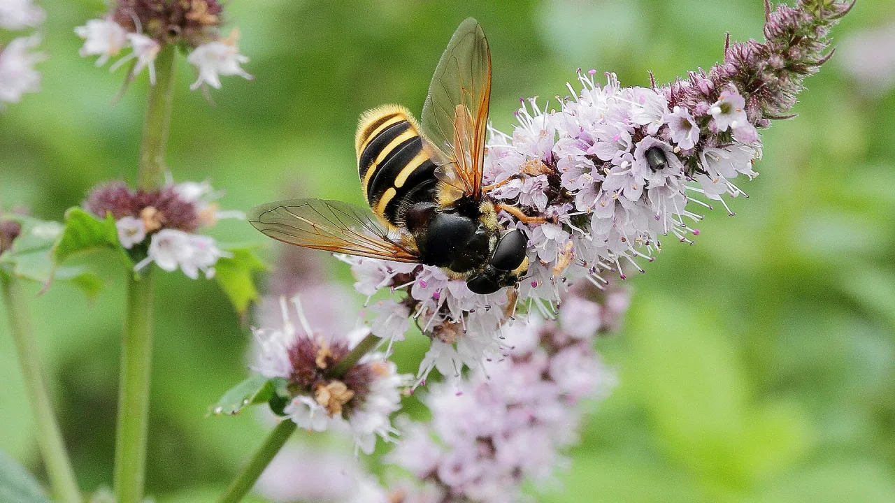 Blommande mynta med en pollinerande insekt