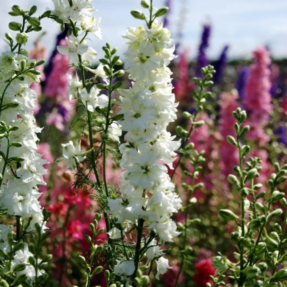 Sommarriddarsporre 'White King' – vit