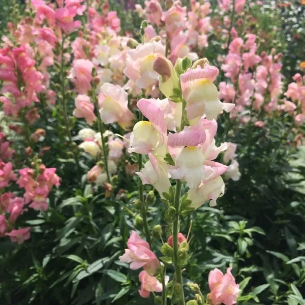 Lejongap 'Appleblossom'