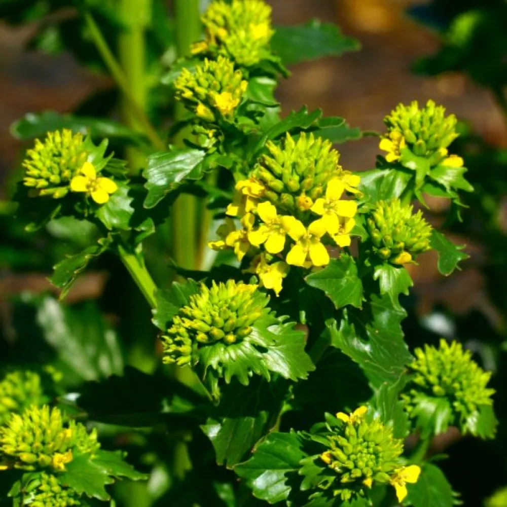 Sommargyllen Barbarea vulgaris