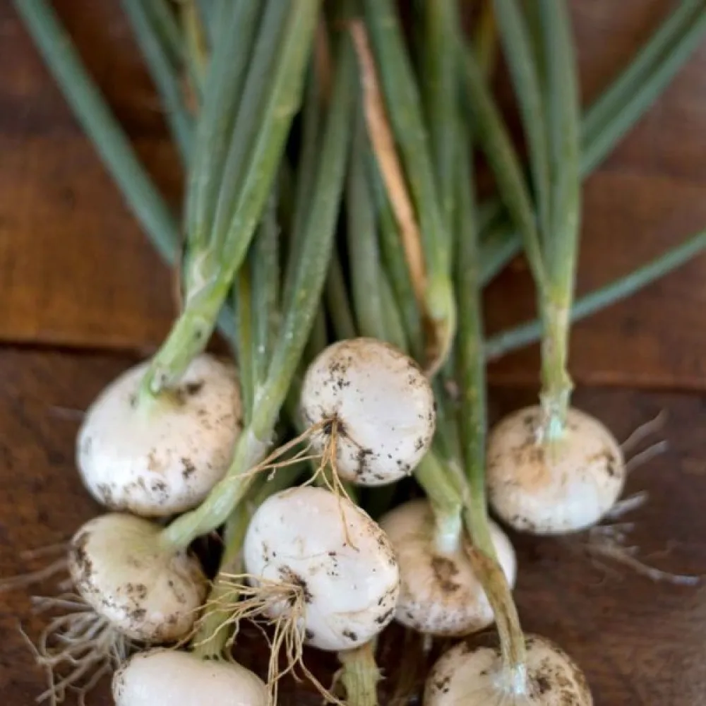 Matlök 'Bianca di Maggio'