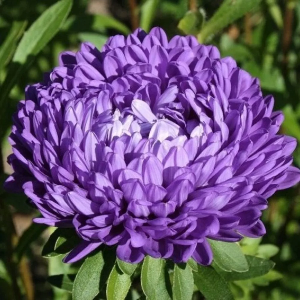 Sommaraster 'Colour Carpet' mörkblå