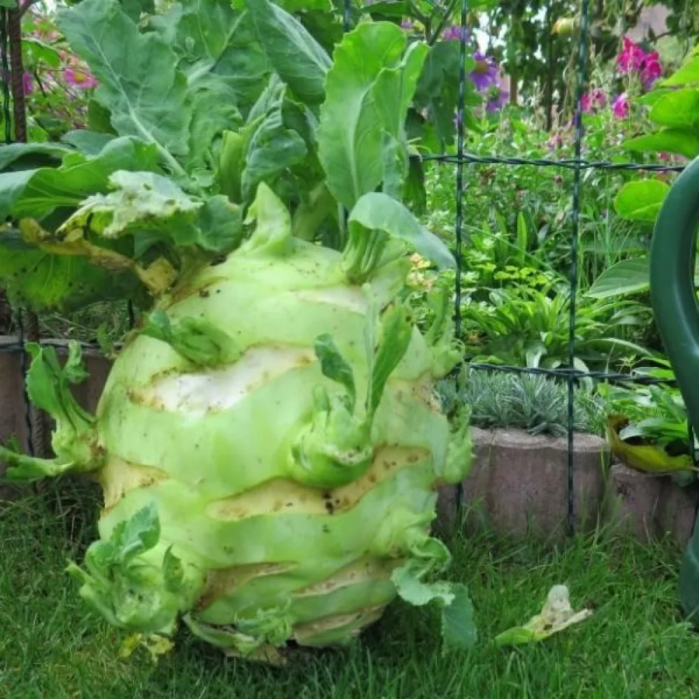 Kålrabbi 'Gigant'
