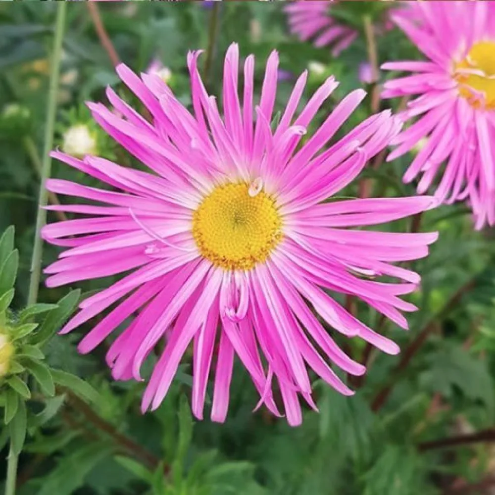 Sommaraster 'Giant Ray' – silverrosa