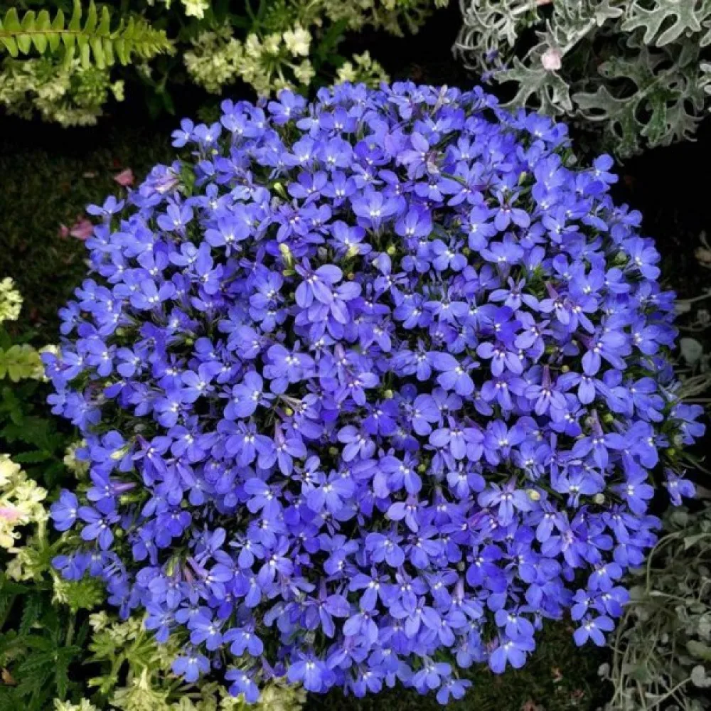 Kantlobelia 'Blue Carpet'