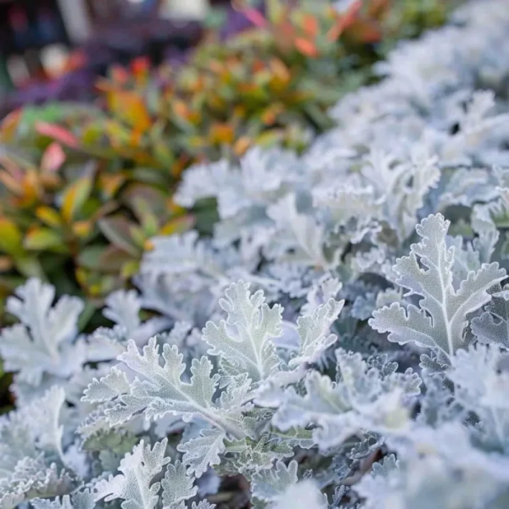 Silverek 'Candicans'