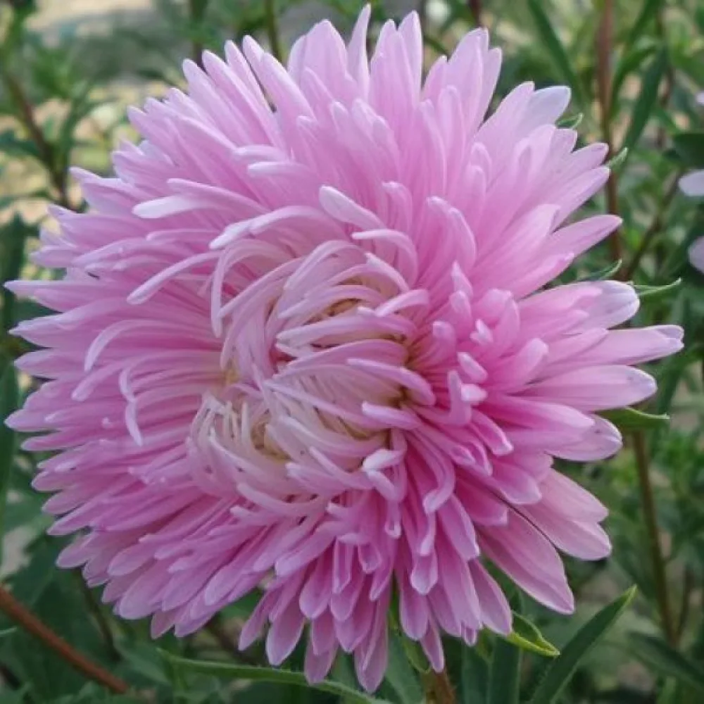 Sommaraster Pompon – ljusrosa
