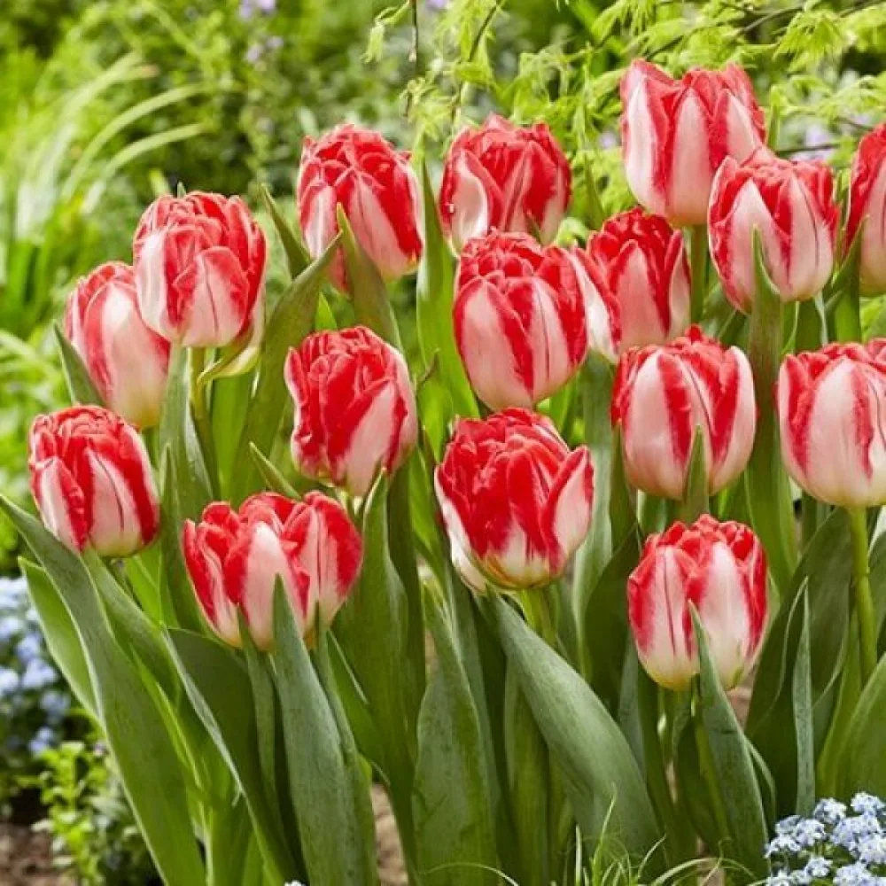 Tulpan 'Pink Delight'