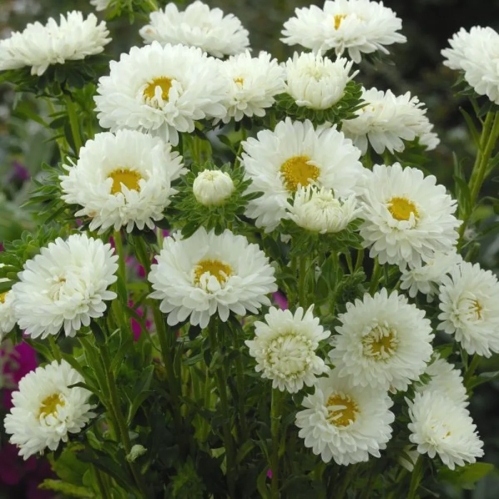 Sommaraster 'Baronesse' – vit