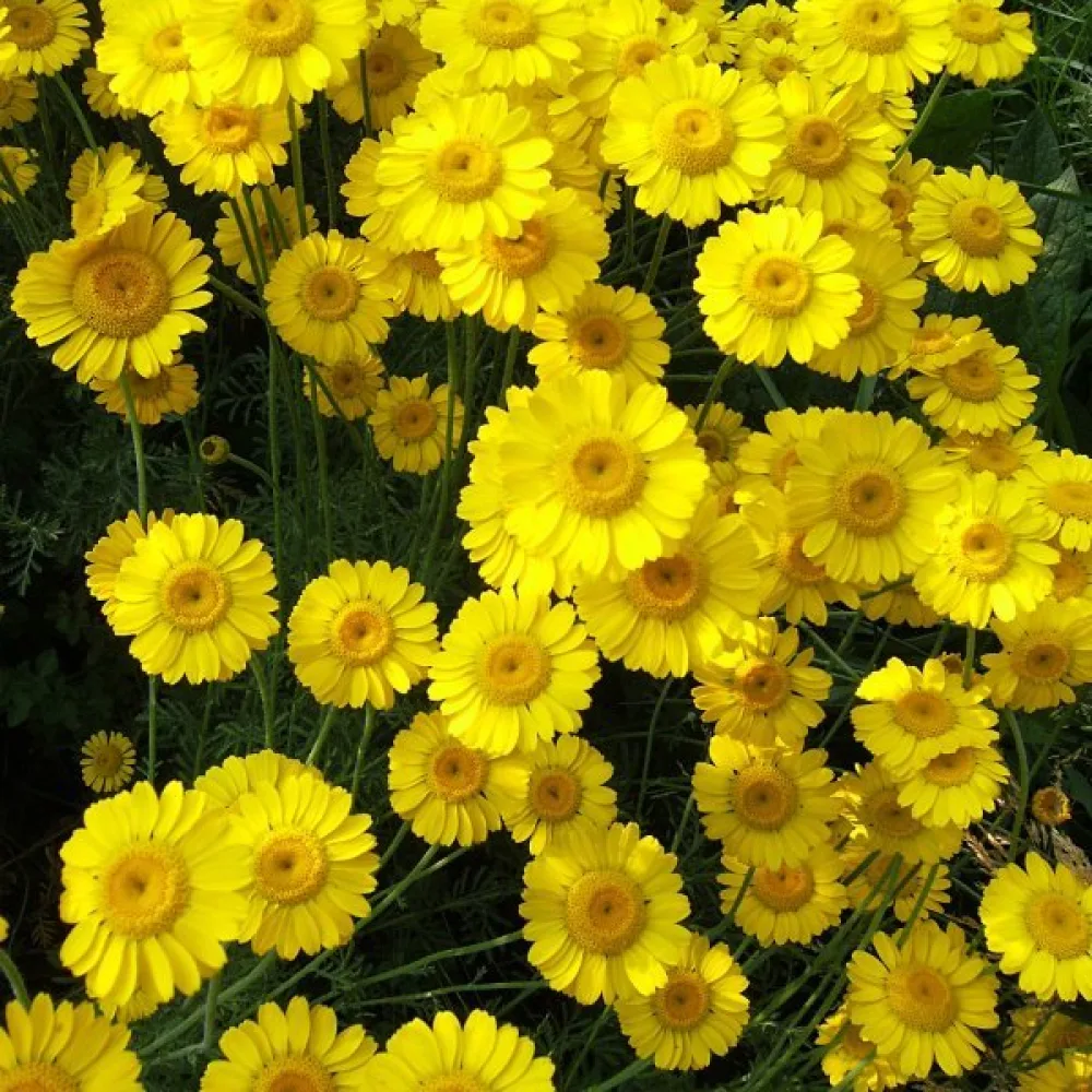 Färgkulla Anthemis tinctoria