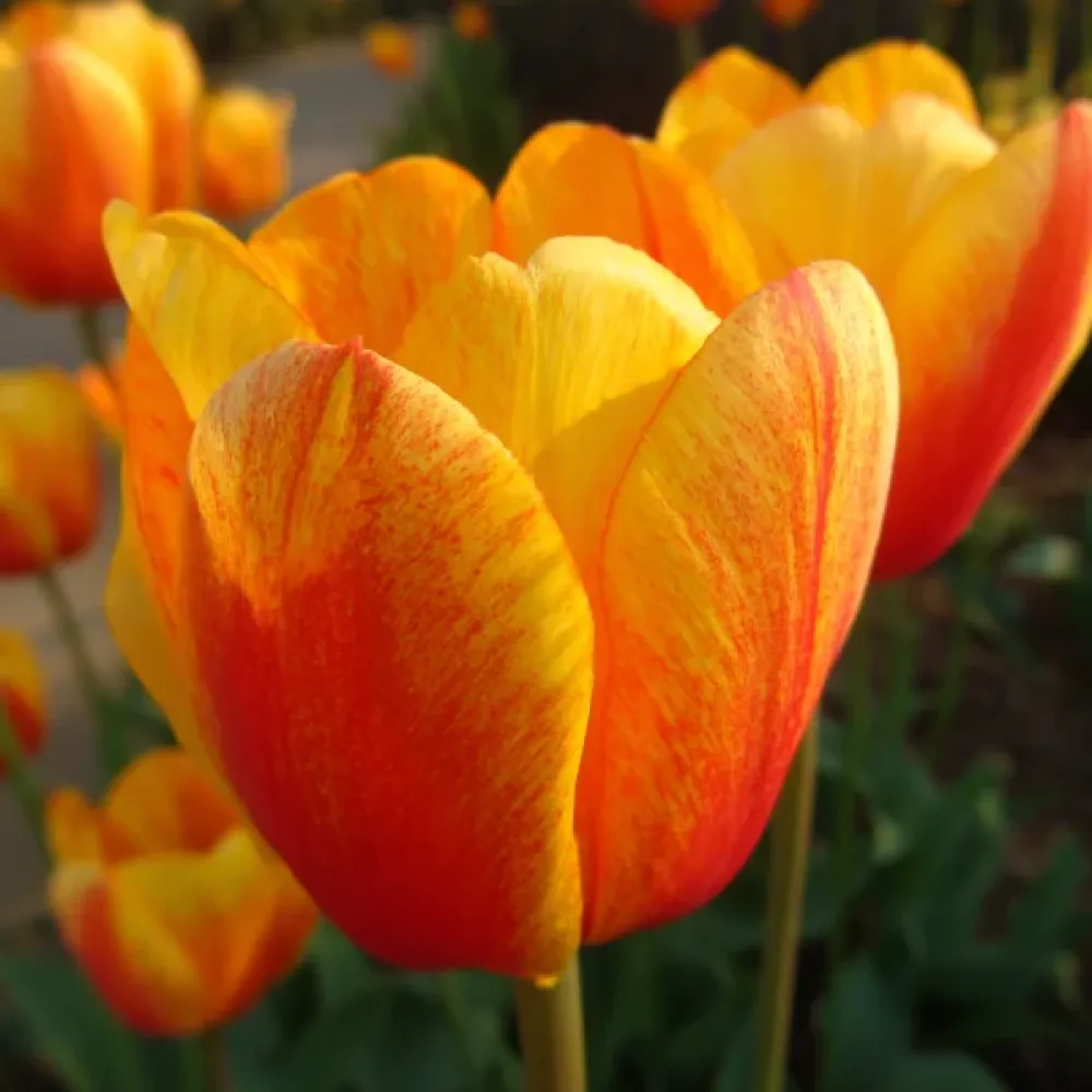 Tulpan 'Beauty Of Apeldoorn'