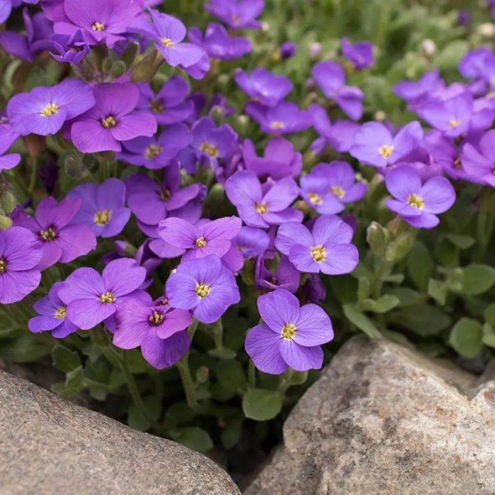 Sommarflox 'Beauty Violet'
