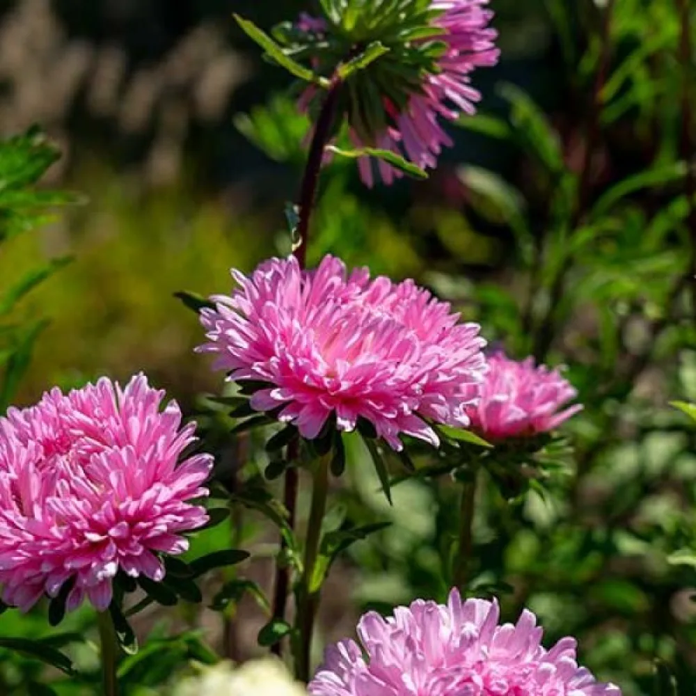 Sommaraster 'Apollonia' – rosa