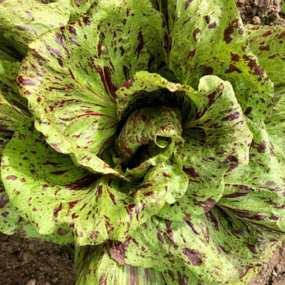 Cikoria 'Variegata di Castelfranco'