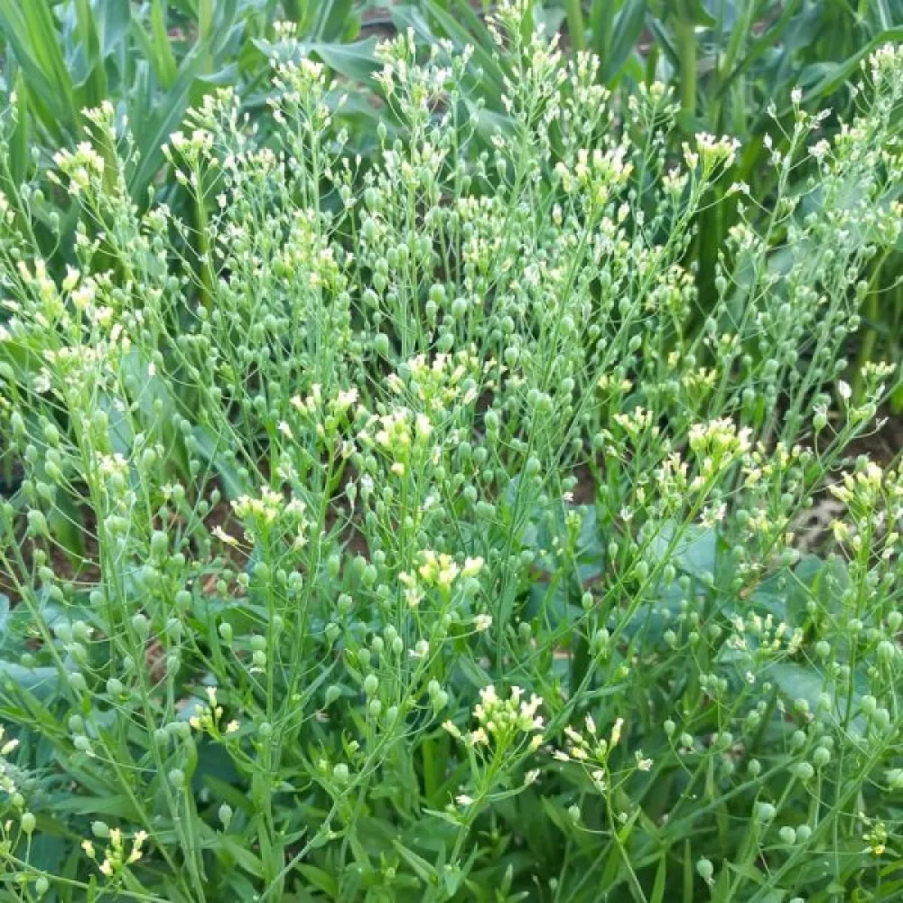 Oljedådra Camelina sativa för vårsådd