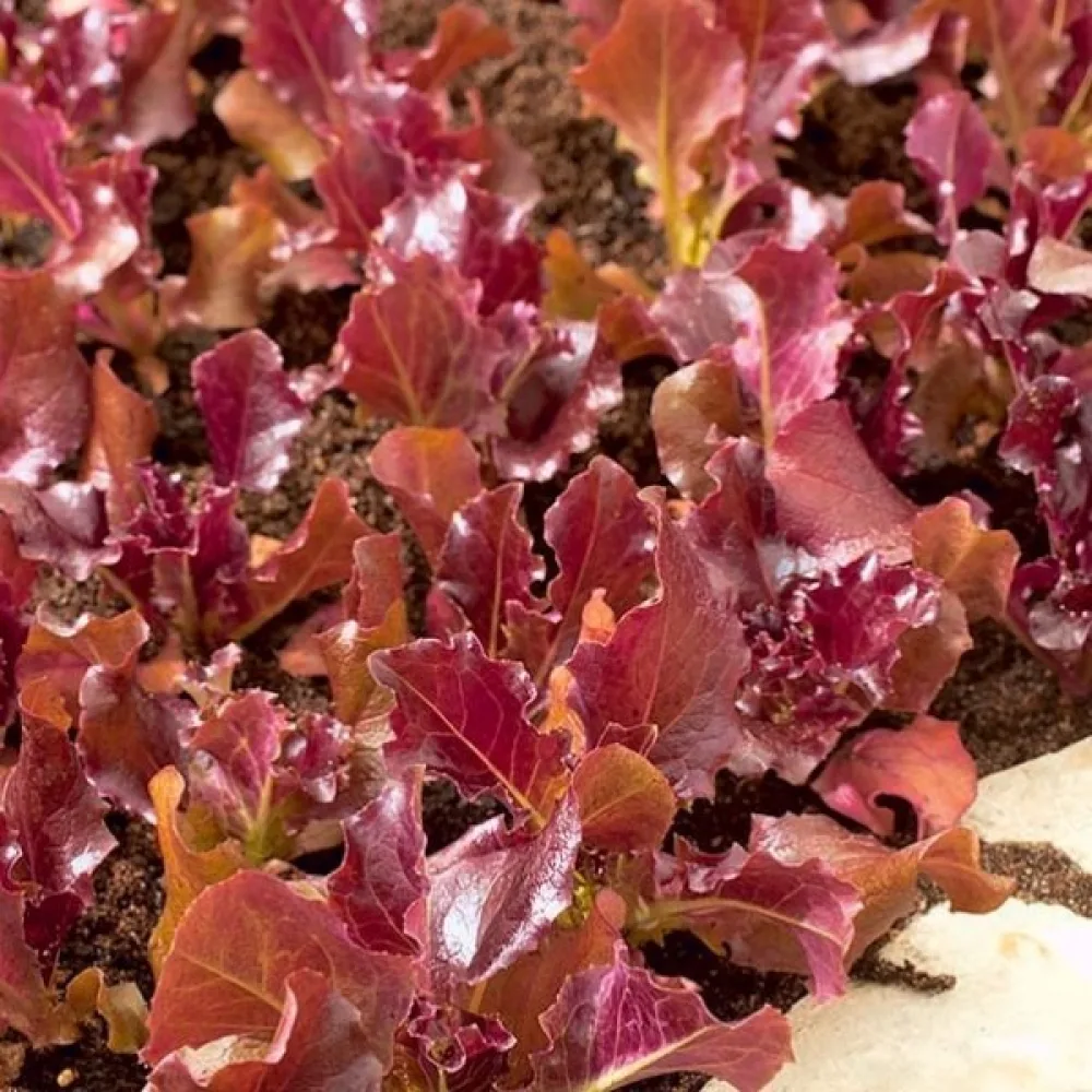 Babyleaf-sallad 'Biscia Rossa'