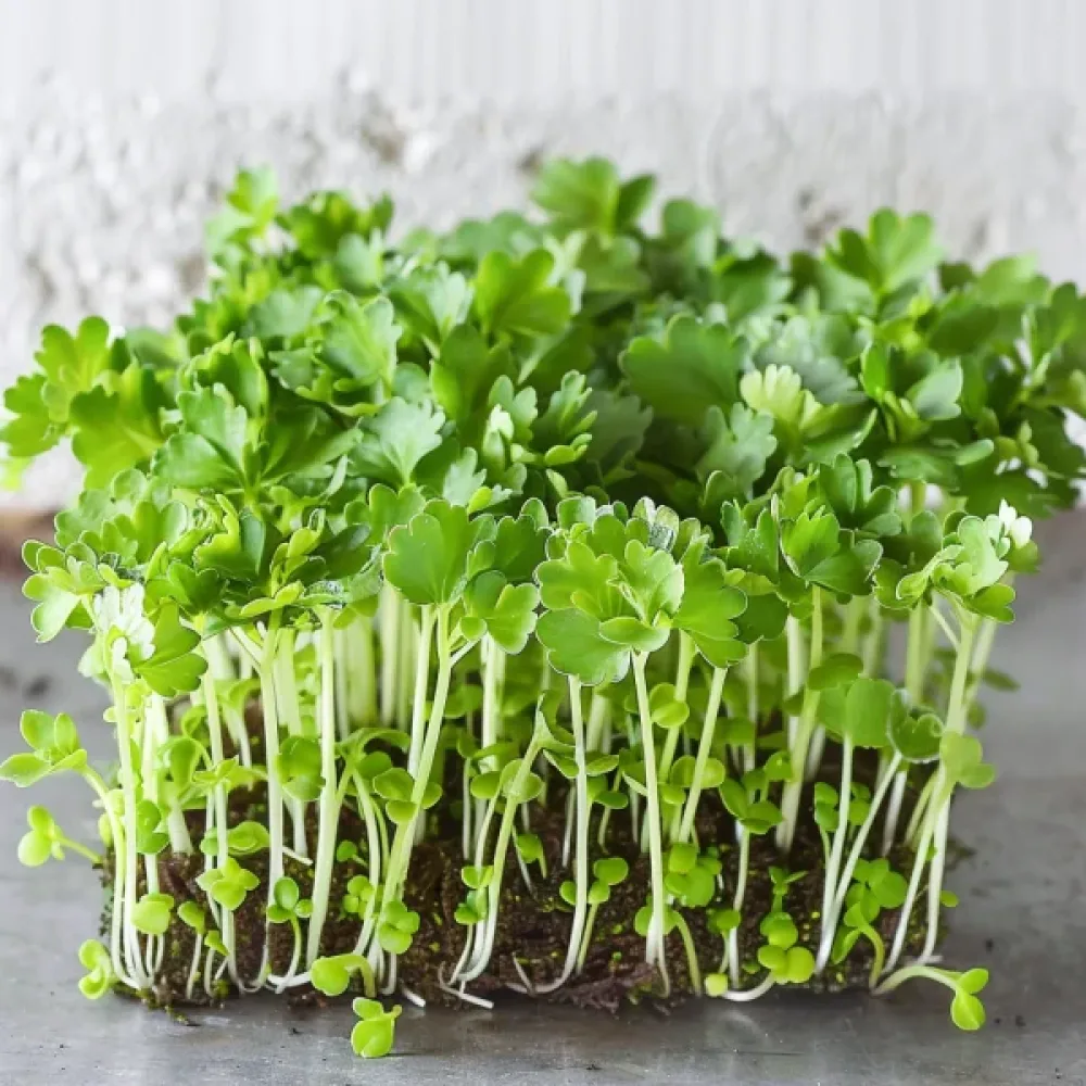 Broccoli 'Raab Early Sprouting'