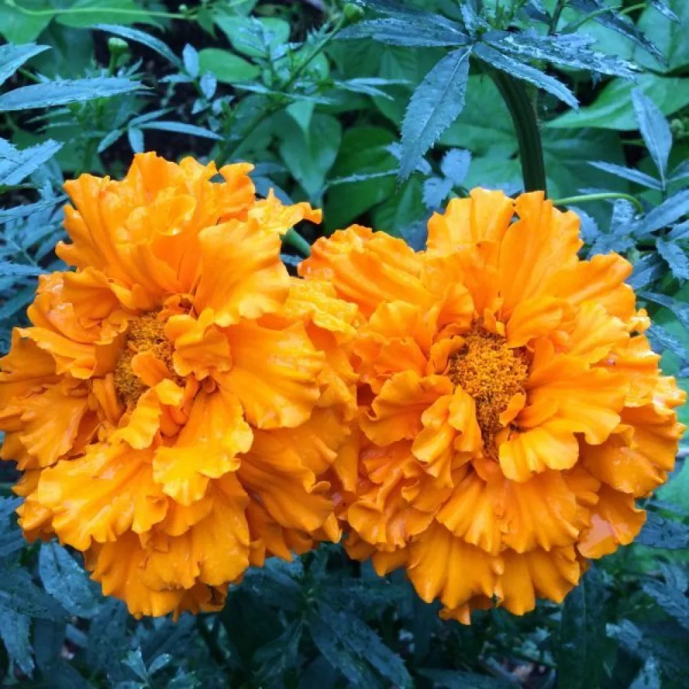 Afrikansk tagetes 'Hawaii'