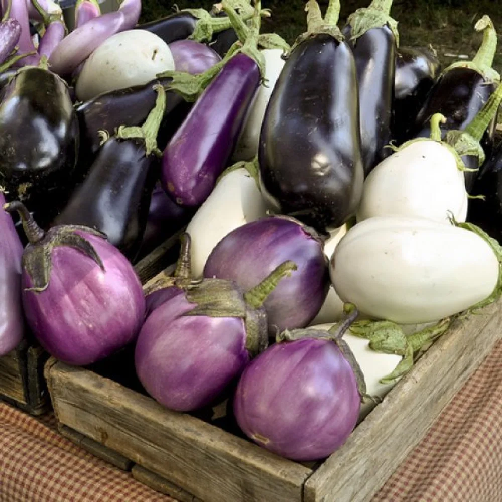 Aubergine, blandning