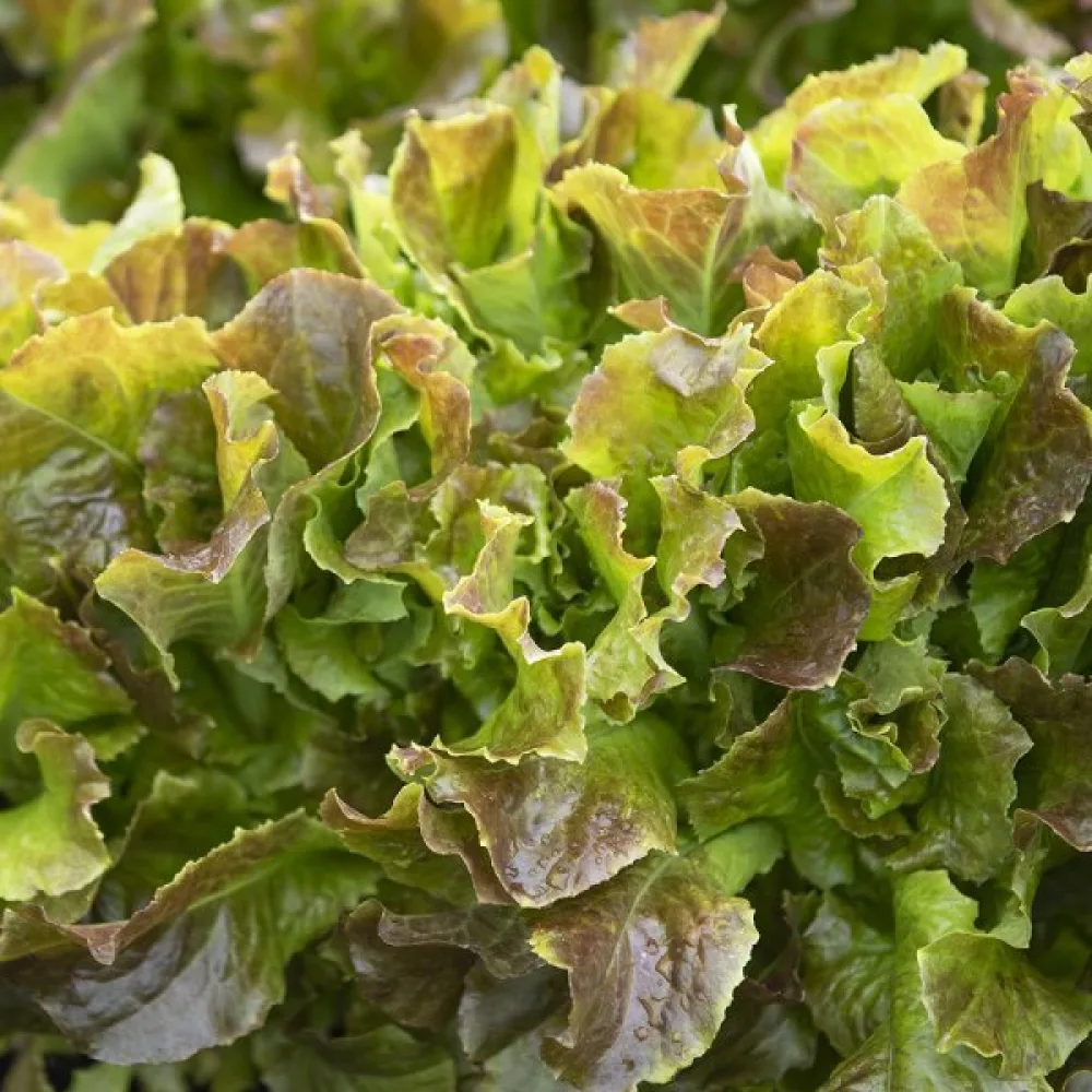 Babyleaf-sallad 'Biscia Rossa'